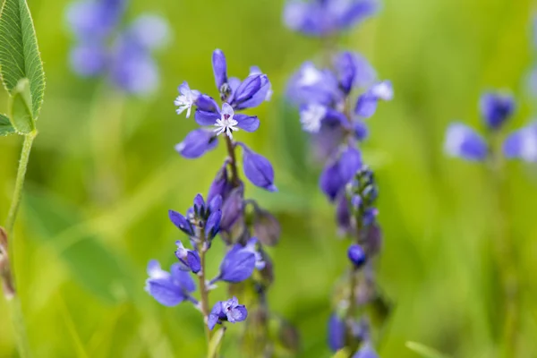 Närbild Blommande Blomman Ängen Springtime — Stockfoto