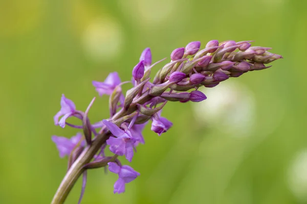 Gros Plan Capitule Fleuri Dans Prairie Printemps — Photo