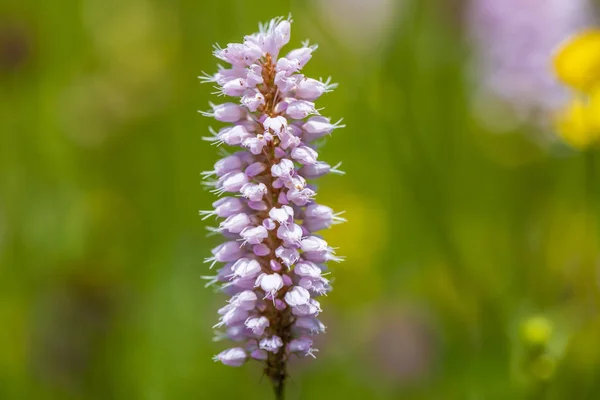 Gros Plan Capitule Fleuri Dans Prairie Printemps — Photo