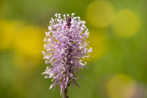 Gros Plan Capitule Fleuri Dans Prairie Printemps — Photo