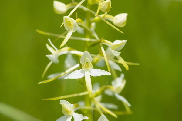 Gros Plan Capitule Fleuri Dans Prairie Printemps — Photo