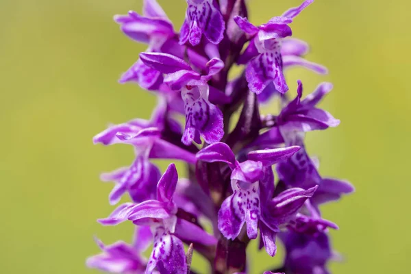 Gros Plan Capitule Fleuri Dans Prairie Printemps — Photo