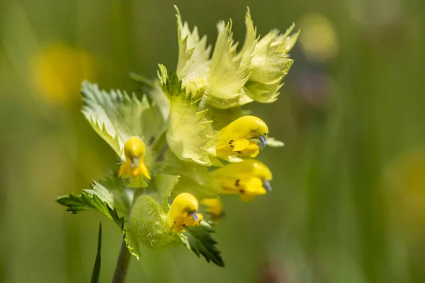 春の草原に咲く花のヘッドのクローズ アップ — ストック写真