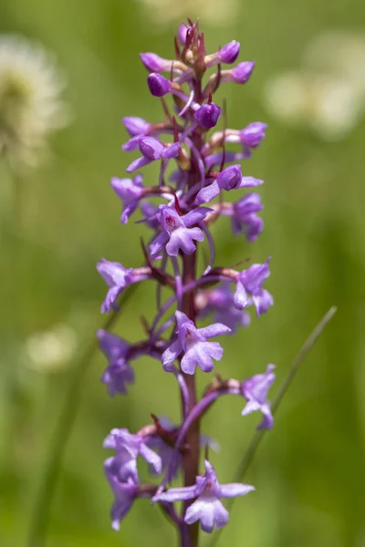 Gros Plan Capitule Fleuri Dans Prairie Printemps — Photo