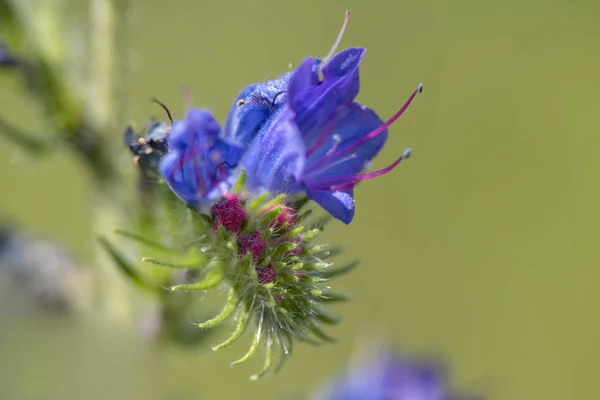 Gros Plan Capitule Fleuri Dans Prairie Printemps — Photo