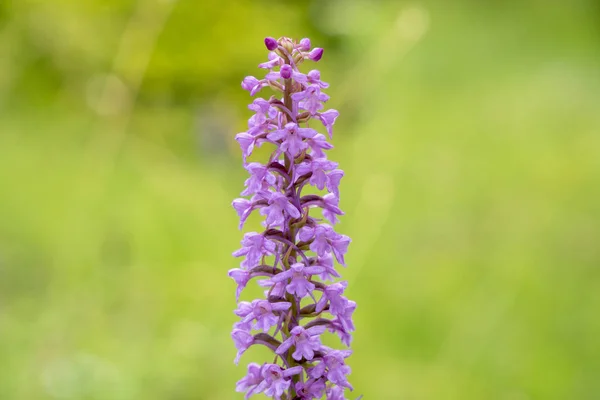 Gros Plan Capitule Fleuri Dans Prairie Printemps — Photo