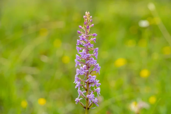 Gros Plan Capitule Fleuri Dans Prairie Printemps — Photo