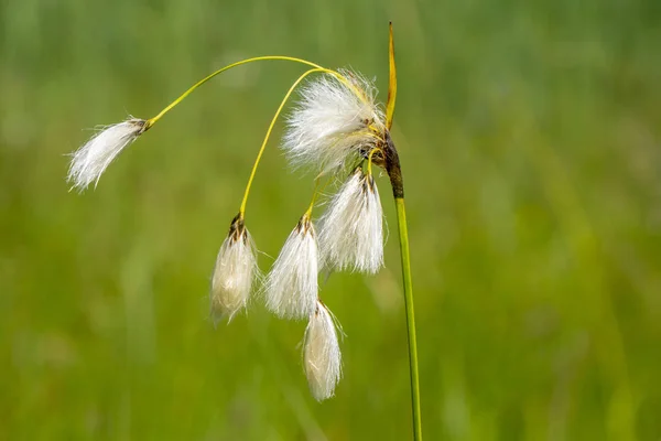 Gros Plan Capitule Fleuri Dans Prairie Printemps — Photo