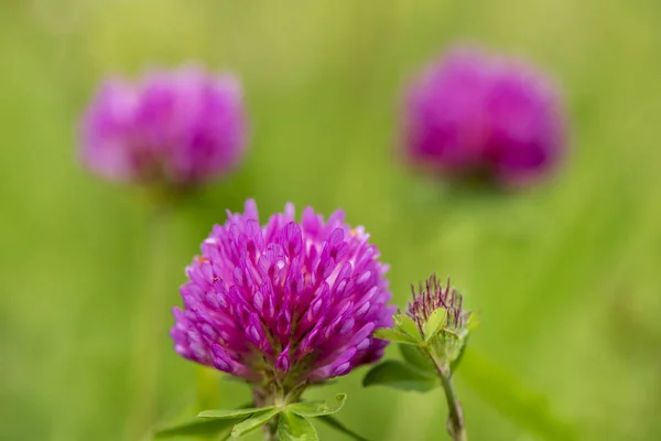 Close Blooming Flower Head Meadow Springtime Royalty Free Stock Images