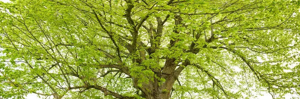 Panoramiczne Transparent Idealne Treetop Liści — Zdjęcie stockowe