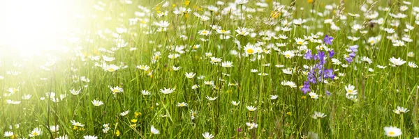 Groothoek Banner Met Bloeiende Bloemen Weide — Stockfoto
