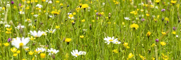 Groothoek Banner Met Bloeiende Bloemen Weide — Stockfoto