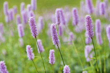 Bahar adlı çayırda çiçek açan çiçekler Close-up