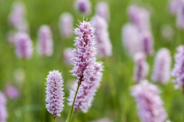 Bahar adlı çayırda çiçek açan çiçekler Close-up