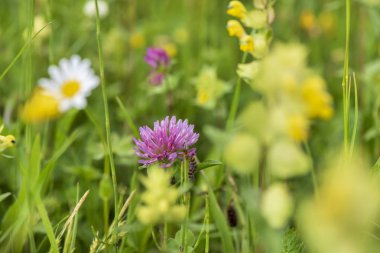 Bahar adlı çayırda çiçek açan çiçekler Close-up