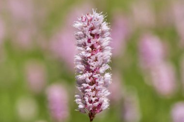 Bahar adlı çayırda çiçek açan çiçekler Close-up