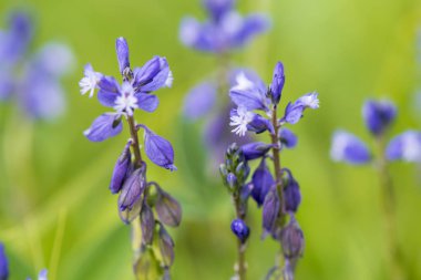 Bahar adlı çayırda çiçek açan çiçekler Close-up