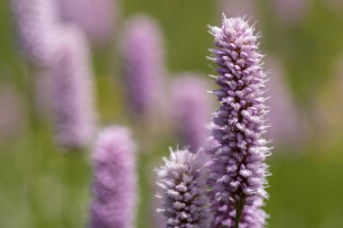 Bahar adlı çayırda çiçek açan çiçekler Close-up