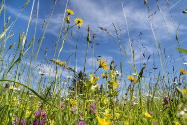Bahar adlı çayırda çiçek açan çiçekler Close-up