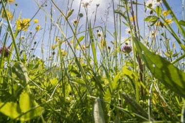 Bahar adlı çayırda çiçek açan çiçekler Close-up