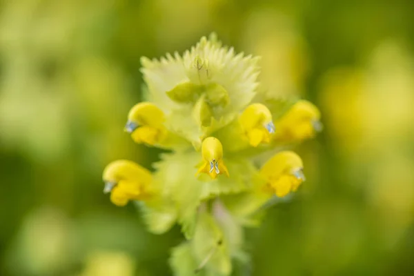 Gros Plan Des Fleurs Fleurs Dans Prairie Printemps — Photo