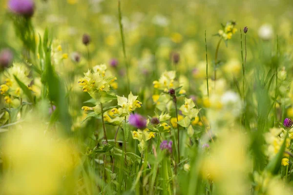 Close Blooming Flowers Meadow Spring — Stock Photo, Image