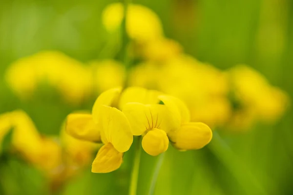 Close Van Bloeiende Bloemen Weide Bij Spring — Stockfoto