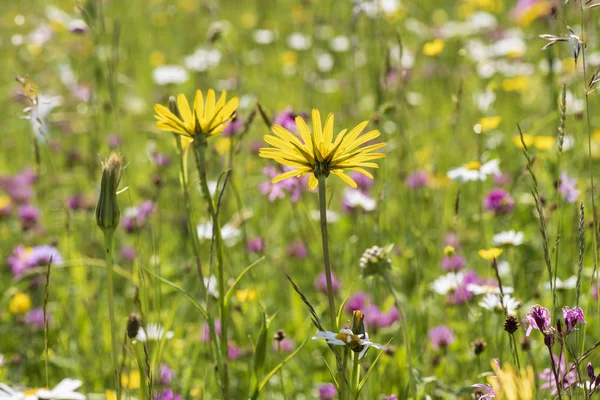 Gros Plan Des Fleurs Fleurs Dans Prairie Printemps — Photo