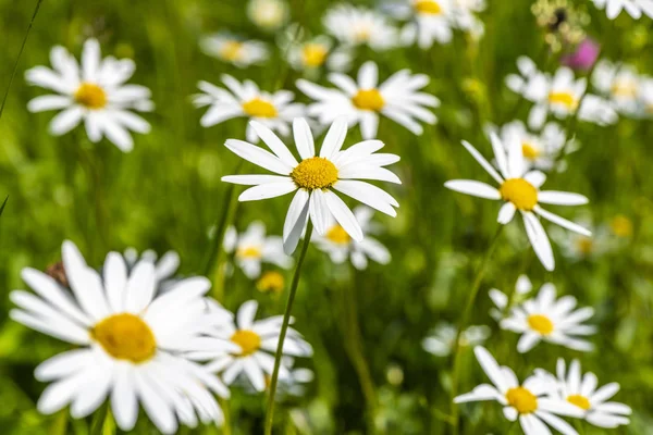 Close Van Bloeiende Bloemen Weide Bij Spring — Stockfoto