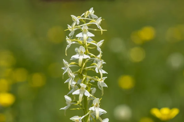 春の草原に咲く花のクローズ アップ — ストック写真