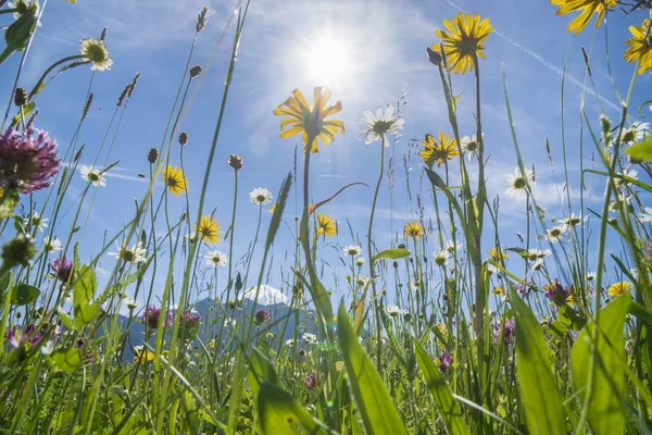 Primo Piano Fiori Fioriti Prato Primavera — Foto Stock