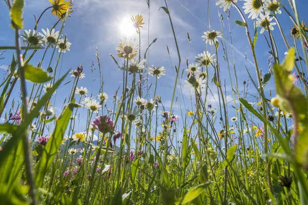 Gros Plan Des Fleurs Fleurs Dans Prairie Printemps — Photo
