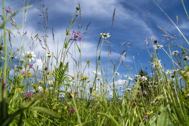 Bahar adlı çayırda çiçek açan çiçekler Close-up
