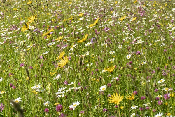 Gros Plan Des Fleurs Fleurs Dans Prairie Printemps — Photo