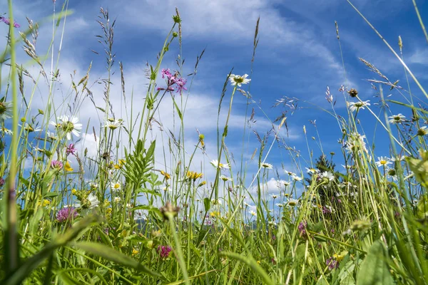 Close Blooming Flowers Meadow Spring — Stock Photo, Image