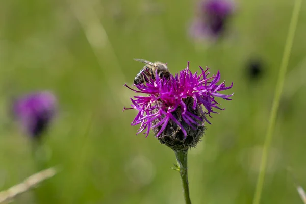 Gros Plan Des Fleurs Fleurs Dans Prairie Printemps — Photo