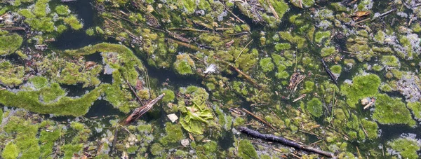 Verontreiniging Met Algen Bloeien Water — Stockfoto