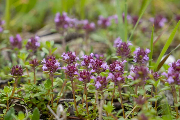 Gros Plan Des Fleurs Fleurs Dans Prairie Printemps — Photo