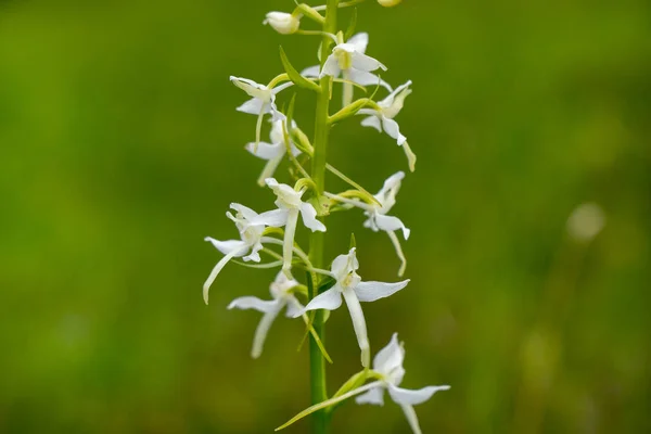 Gros Plan Des Fleurs Fleurs Dans Prairie Printemps — Photo