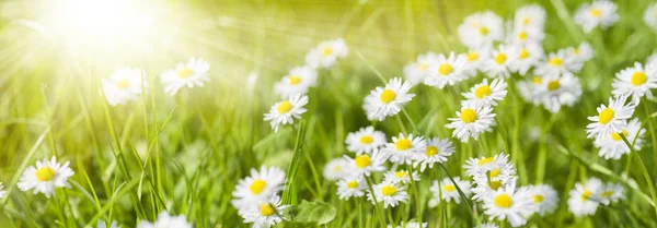 Bannière Grand Angle Avec Fleurs Fleuries Sur Prairie — Photo