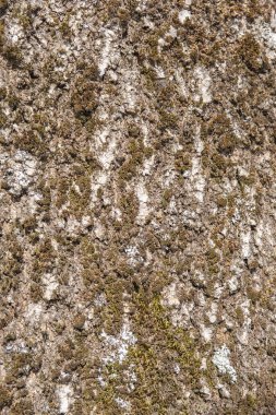 kopya alanı ile arka plan ağaç kabuğu