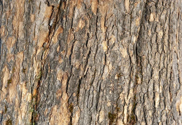 Casca Árvore Como Fundo Com Espaço Cópia — Fotografia de Stock