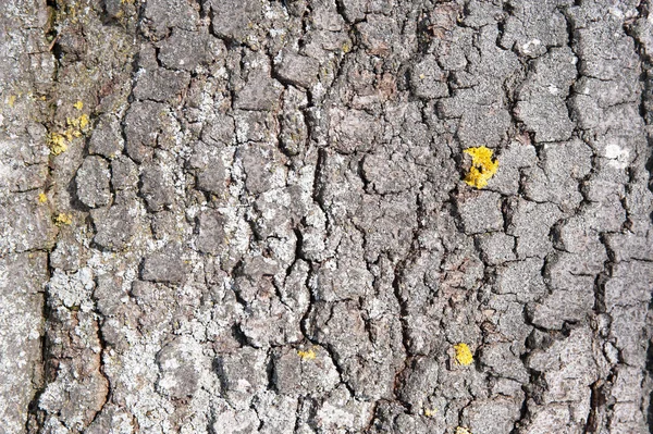 コピー領域と背景としての木の樹皮 — ストック写真