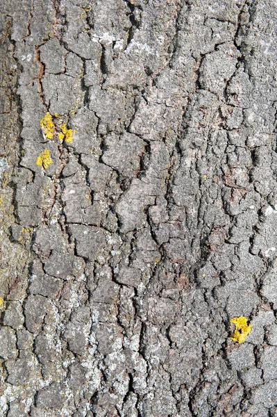 Casca Árvore Como Fundo Com Espaço Cópia — Fotografia de Stock