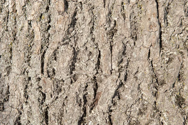 Bark Tree Background Copy Space — Stock Photo, Image