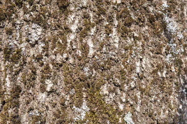 Casca Árvore Como Fundo Com Espaço Cópia — Fotografia de Stock