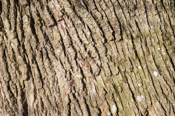 Bark Träd Som Bakgrund Med Kopia Utrymme — Stockfoto