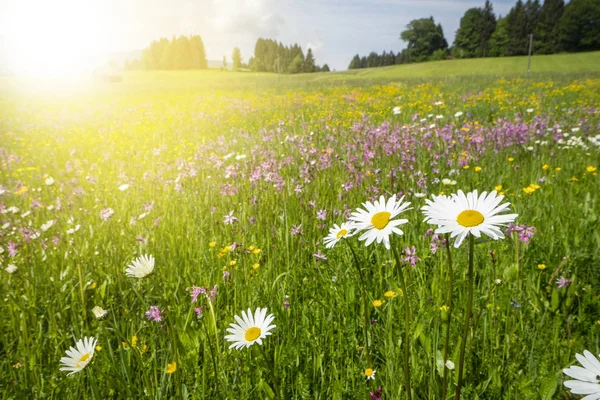 春の花と太陽光線のパノラマの草原 — ストック写真