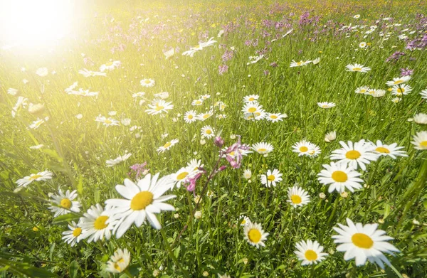 Prato Panoramico Con Fiori Primaverili Raggi Sole — Foto Stock