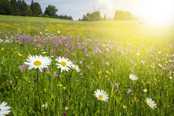 Prato Panoramico Con Fiori Primaverili Raggi Sole — Foto Stock